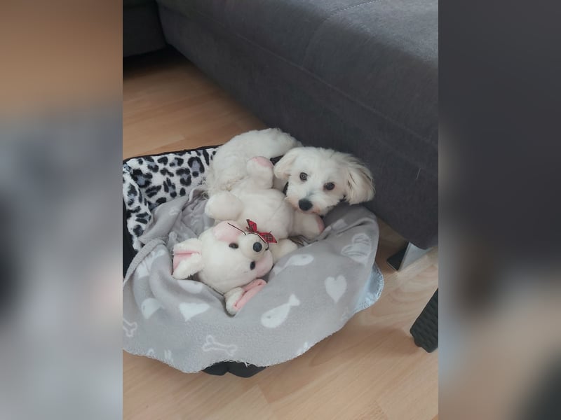 Reinrassiger Malteser zum Decken. Kein Verkauf