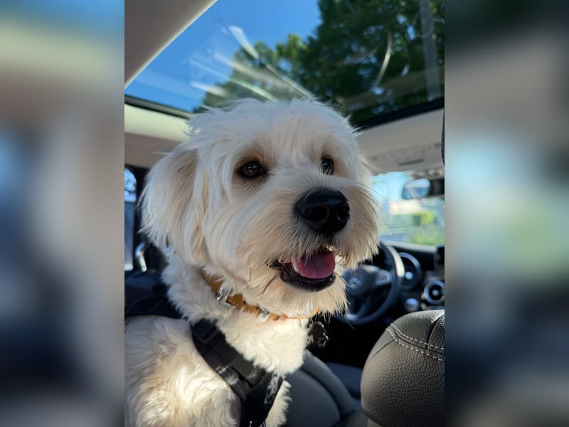 Maltipoo Mischling Rüde | nicht kastriert