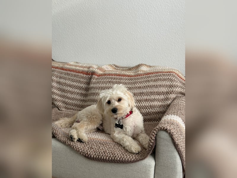 Maltipoo Mischling Rüde | nicht kastriert