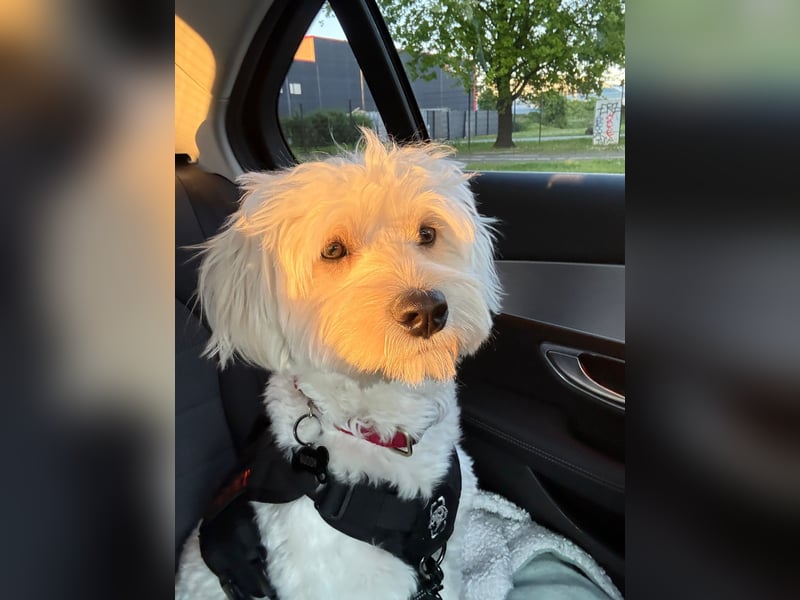 Maltipoo Mischling Rüde | nicht kastriert