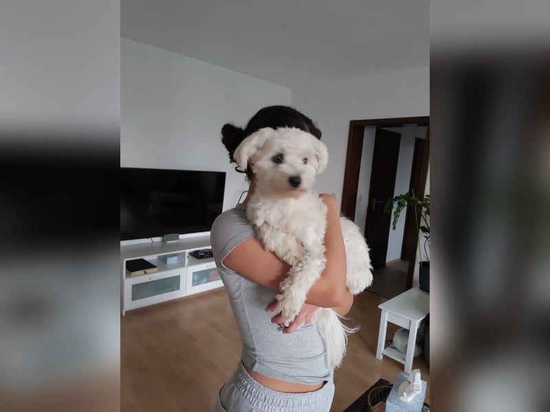 Reinrassiger Malteser zum Decken. Kein Verkauf