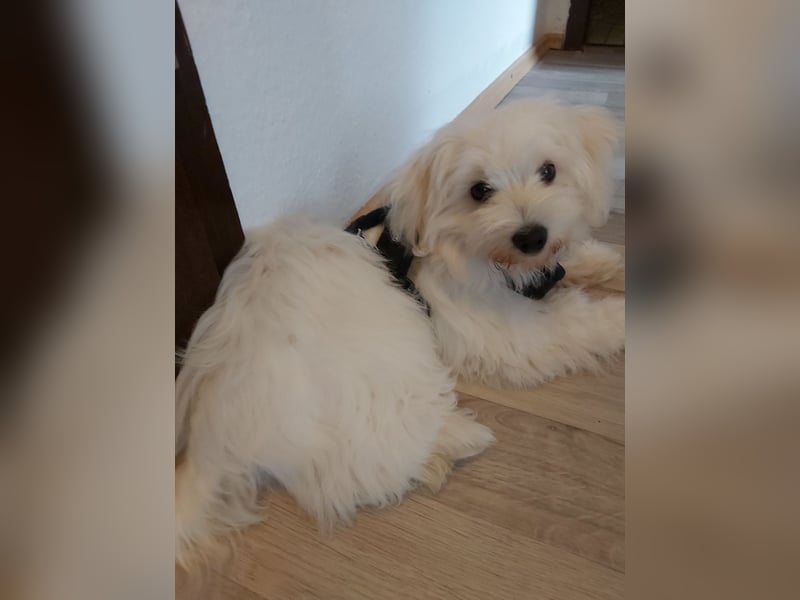 Reinrassiger Malteser zum Decken. Kein Verkauf