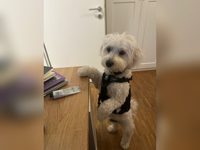 Maltipoo Mischling Rüde | nicht kastriert