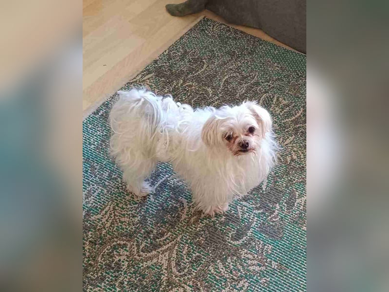 FILOU, beschlagnahmter Malteser-Mix, 8 Jahre, 30 cm, Tierschutz, Pflegestelle 51503