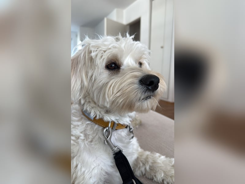 Maltipoo Mischling Rüde | nicht kastriert