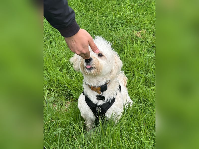 Maltipoo Mischling Rüde | nicht kastriert