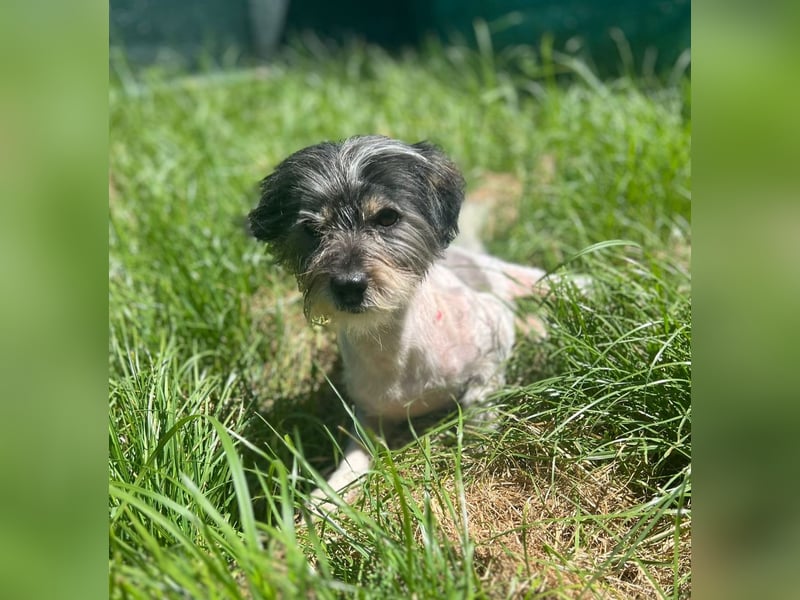 Cooper