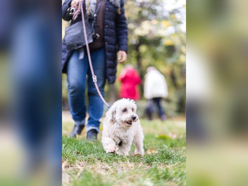 HATCHI-sehr anhänglicher,zärtlicher,lieber kleiner Bub auf der Suche nach seinem liebevollen Zuhause
