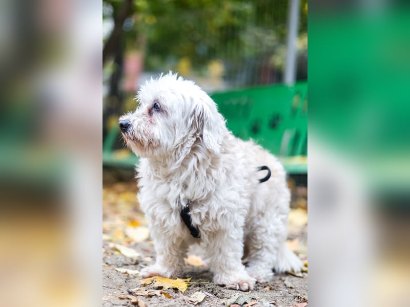 HATCHI-sehr anhänglicher,zärtlicher,lieber kleiner Bub auf der Suche nach seinem liebevollen Zuhause