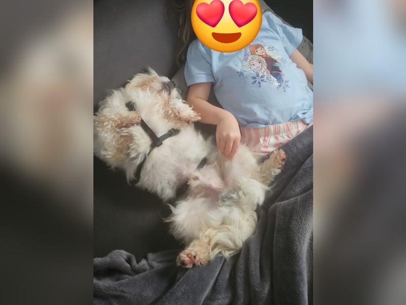 MILO auf der Suche nach seinem liebevollen Für-immer-Zuhause