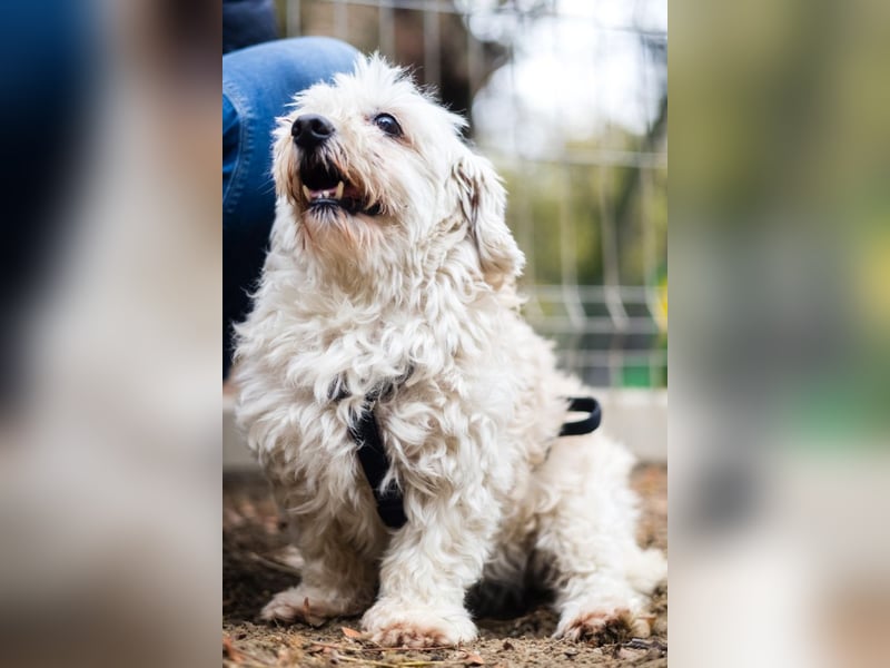 HATCHI-sehr anhänglicher,zärtlicher,lieber kleiner Bub auf der Suche nach seinem liebevollen Zuhause