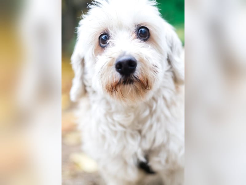 HATCHI-sehr anhänglicher,zärtlicher,lieber kleiner Bub auf der Suche nach seinem liebevollen Zuhause