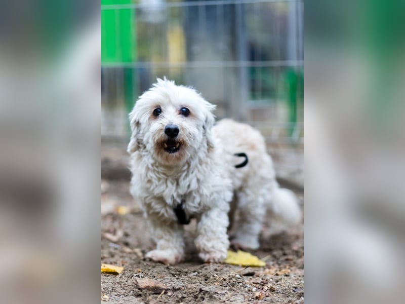 HATCHI-sehr anhänglicher,zärtlicher,lieber kleiner Bub auf der Suche nach seinem liebevollen Zuhause