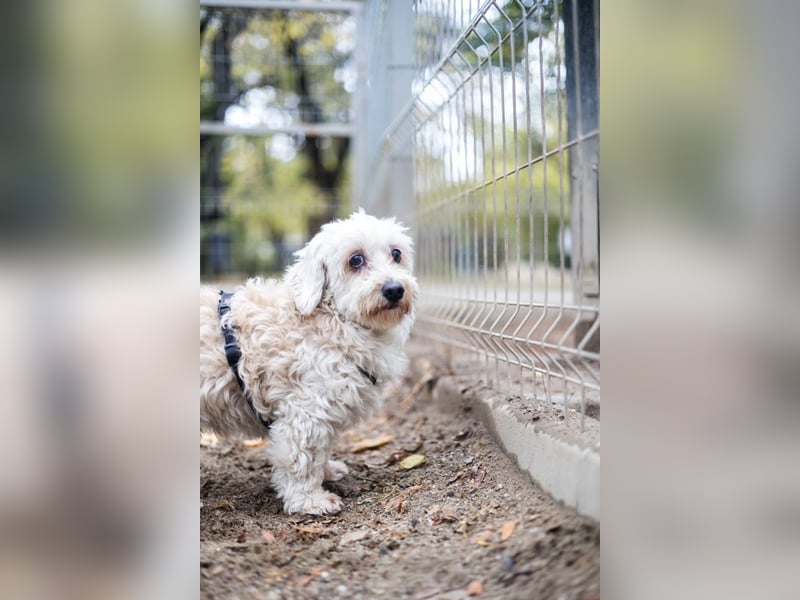 HATCHI-sehr anhänglicher,zärtlicher,lieber kleiner Bub auf der Suche nach seinem liebevollen Zuhause