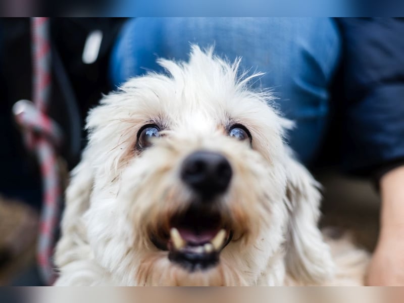 HATCHI-sehr anhänglicher,zärtlicher,lieber kleiner Bub auf der Suche nach seinem liebevollen Zuhause