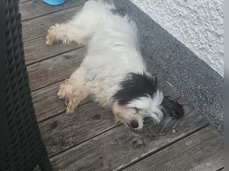 MILO auf der Suche nach seinem liebevollen Für-immer-Zuhause
