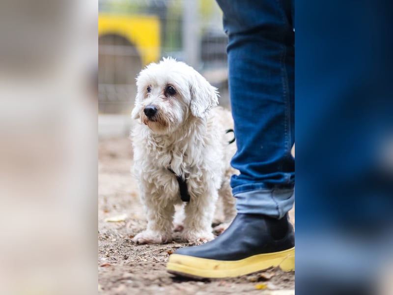 HATCHI-sehr anhänglicher,zärtlicher,lieber kleiner Bub auf der Suche nach seinem liebevollen Zuhause