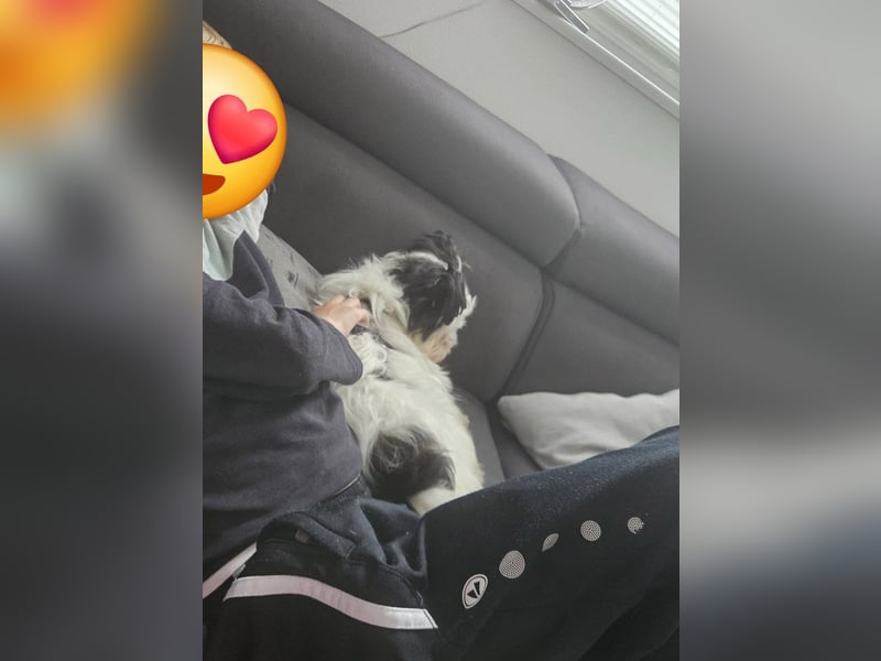 MILO auf der Suche nach seinem liebevollen Für-immer-Zuhause