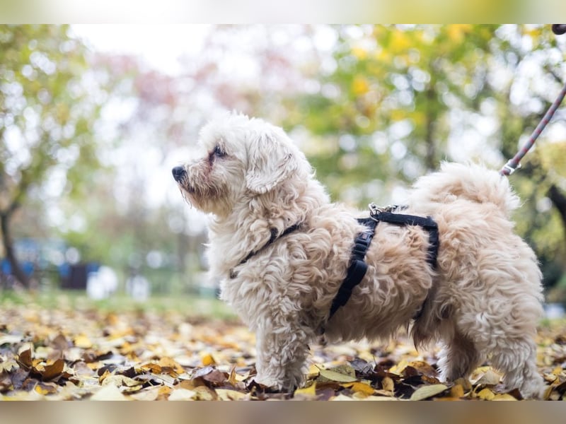 HATCHI-sehr anhänglicher,zärtlicher,lieber kleiner Bub auf der Suche nach seinem liebevollen Zuhause