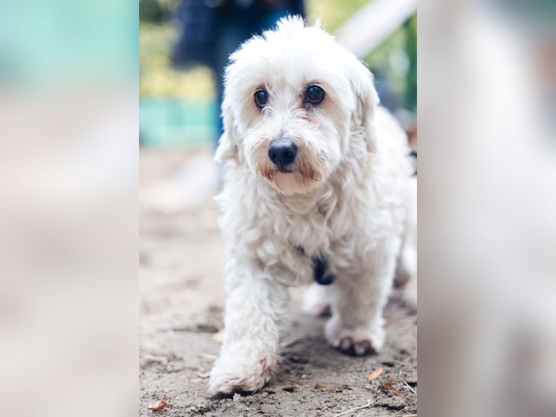 HATCHI-sehr anhänglicher,zärtlicher,lieber kleiner Bub auf der Suche nach seinem liebevollen Zuhause