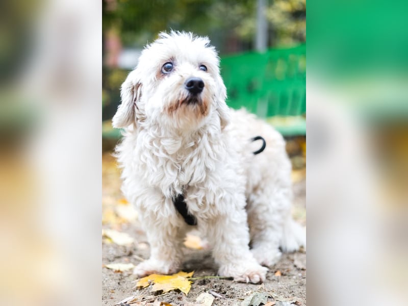 HATCHI-sehr anhänglicher,zärtlicher,lieber kleiner Bub auf der Suche nach seinem liebevollen Zuhause