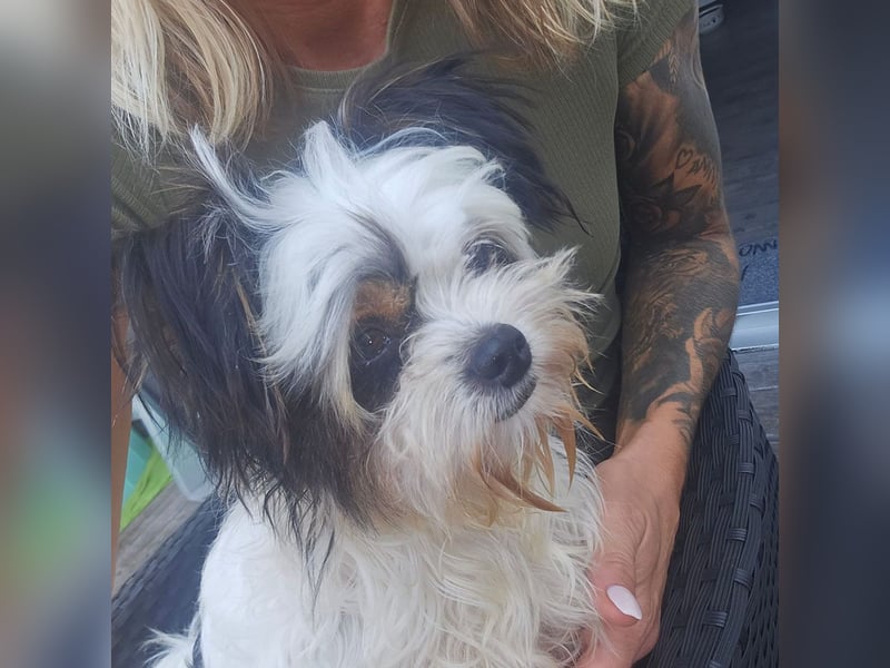 MILO auf der Suche nach seinem liebevollen Für-immer-Zuhause