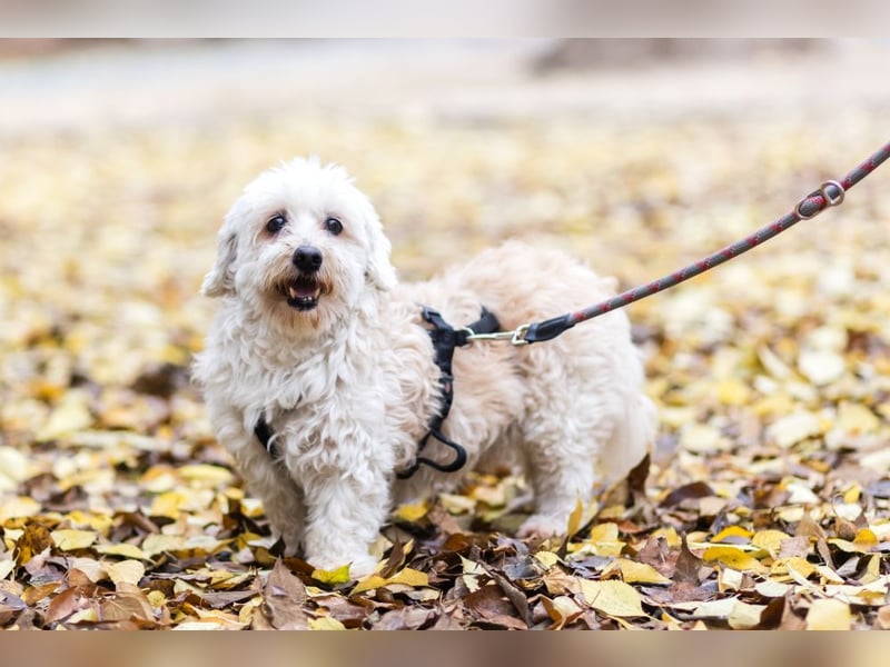 HATCHI-sehr anhänglicher,zärtlicher,lieber kleiner Bub auf der Suche nach seinem liebevollen Zuhause