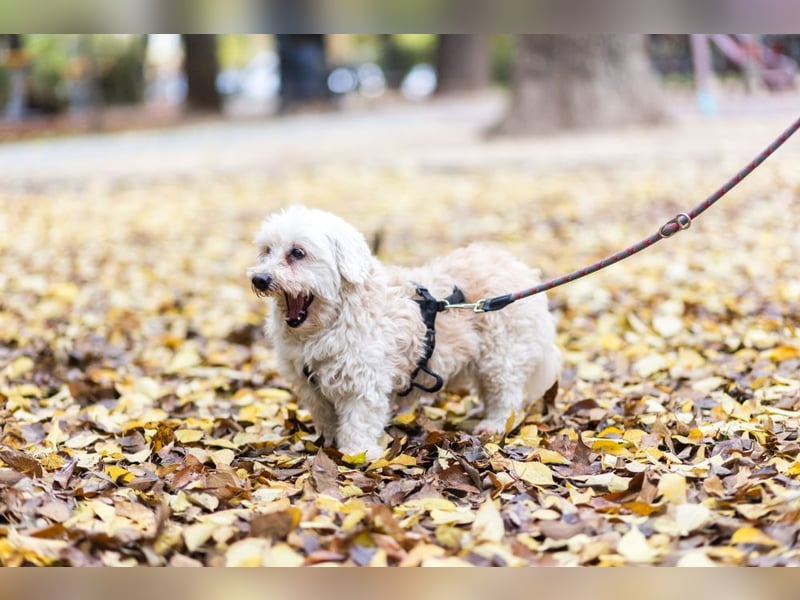 HATCHI-sehr anhänglicher,zärtlicher,lieber kleiner Bub auf der Suche nach seinem liebevollen Zuhause
