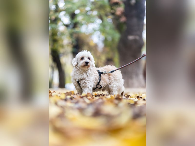 HATCHI-sehr anhänglicher,zärtlicher,lieber kleiner Bub auf der Suche nach seinem liebevollen Zuhause