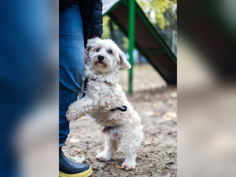 HATCHI-sehr anhänglicher,zärtlicher,lieber kleiner Bub auf der Suche nach seinem liebevollen Zuhause