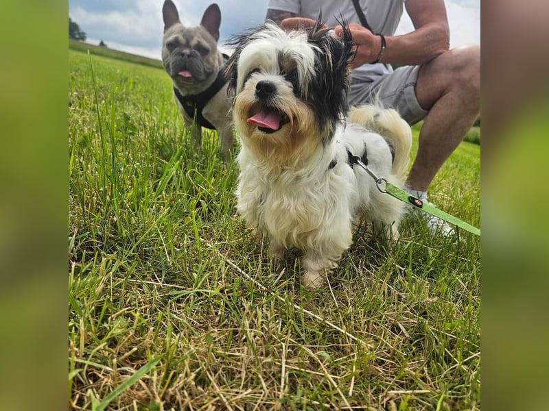MILO auf der Suche nach seinem liebevollen Für-immer-Zuhause