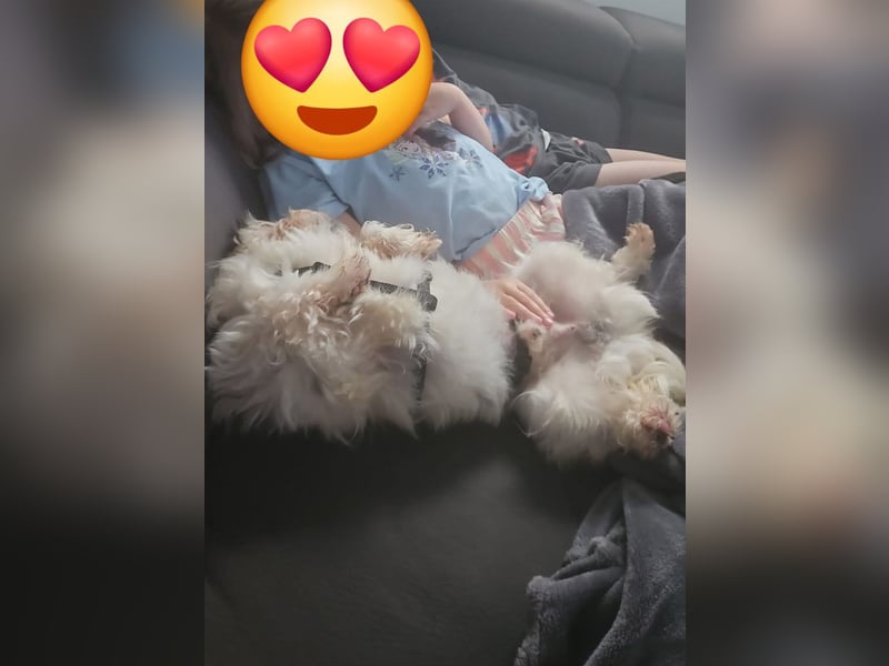 MILO auf der Suche nach seinem liebevollen Für-immer-Zuhause