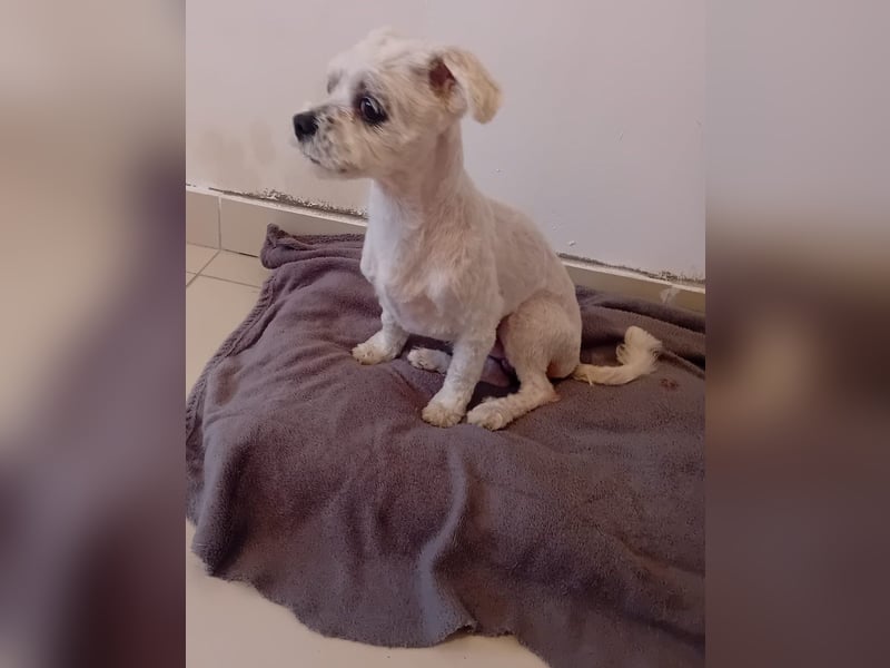 Kleiner Malteser-Pekinese-Mix MAX sucht seine Familie!
