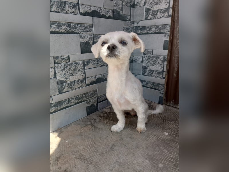 Kleiner Malteser-Pekinese-Mix MAX sucht seine Familie!