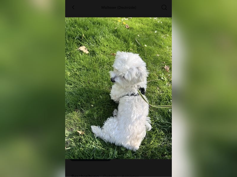 Deckrüde Mini Malteser (keinen Verkauf!)