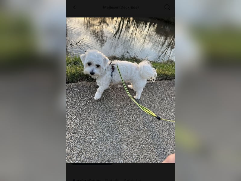 Deckrüde Mini Malteser (keinen Verkauf!)