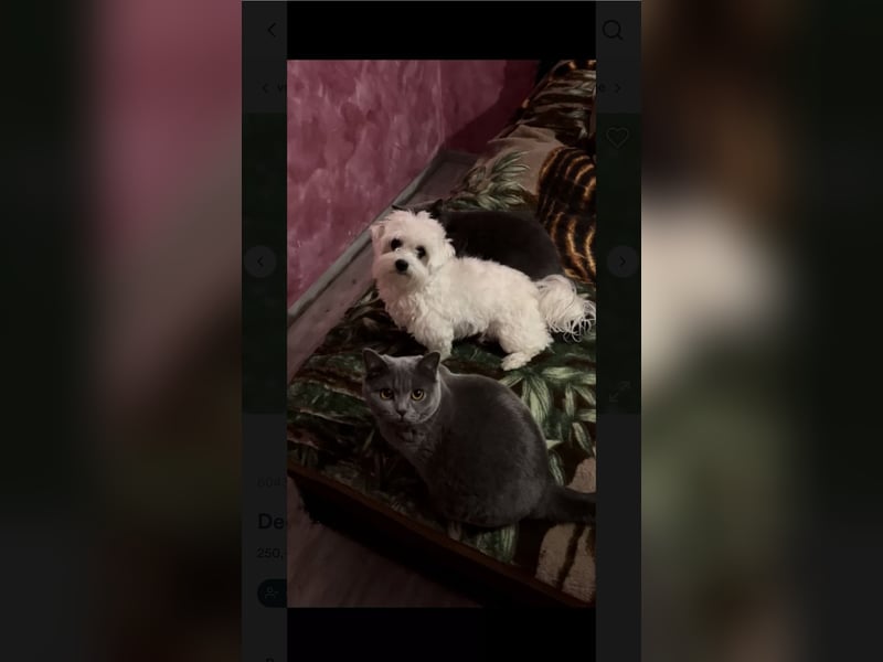 Deckrüde Mini Malteser (keinen Verkauf!)