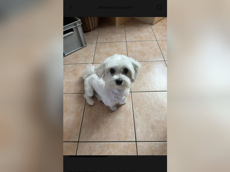 Deckrüde Mini Malteser (keinen Verkauf!)