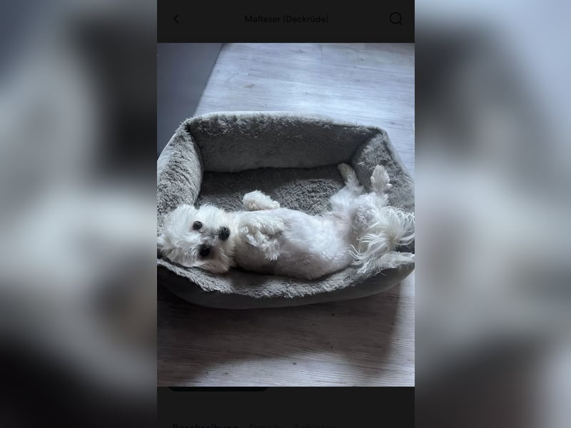 Deckrüde Mini Malteser (keinen Verkauf!)