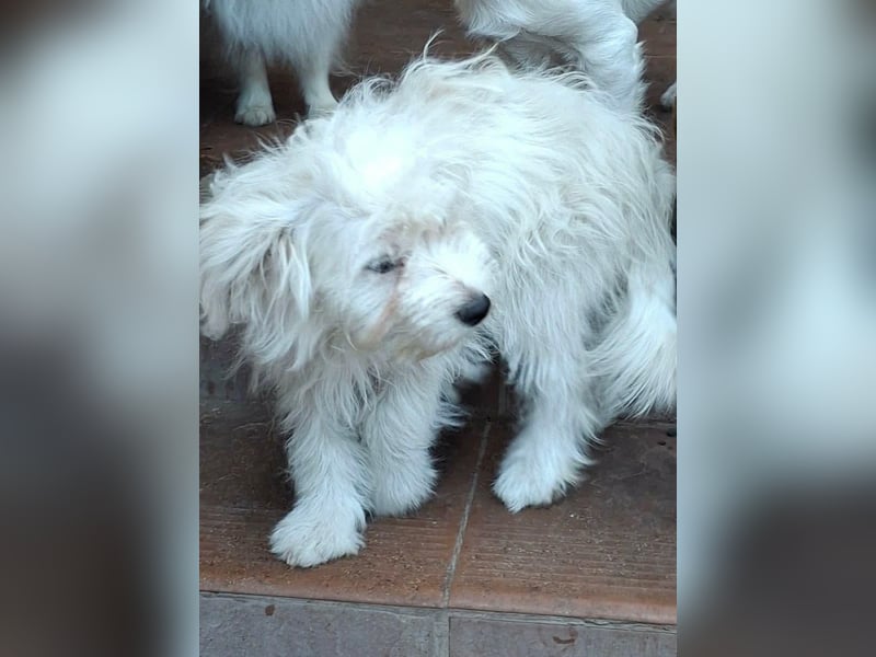 Katinka – kleine, sanfte Hündin sucht ihr eigenes Zuhause