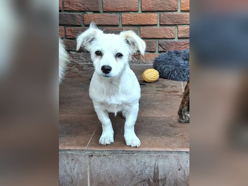 Kasper – kleiner, lieber Hundejunge sucht sein Zuhause
