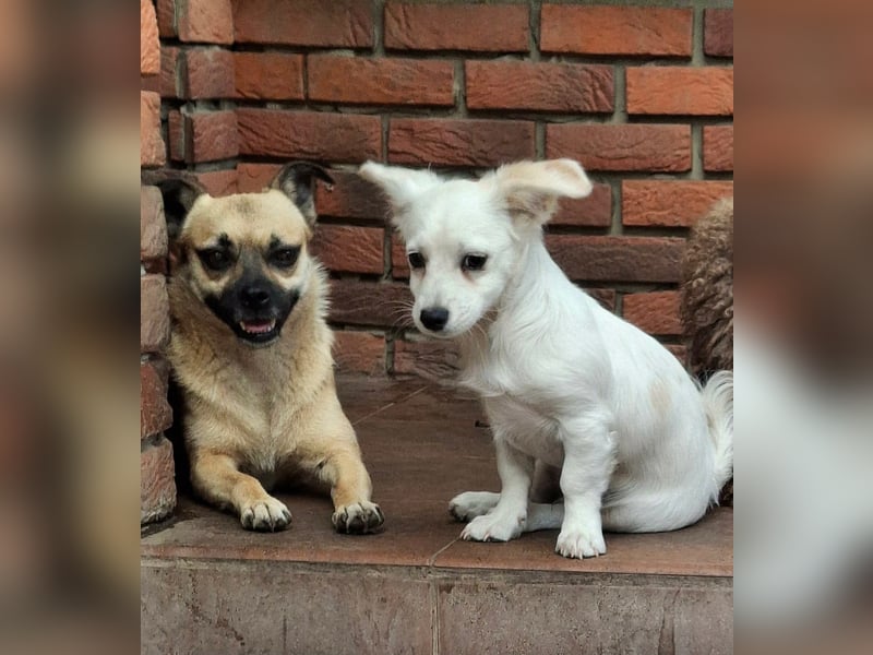 Kasper – kleiner, lieber Hundejunge sucht sein Zuhause