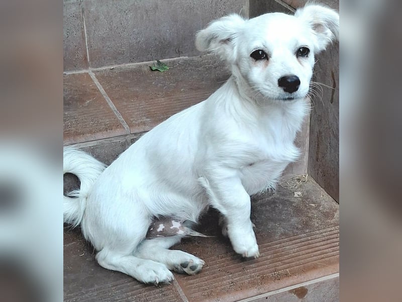 Kasper – kleiner, lieber Hundejunge sucht sein Zuhause
