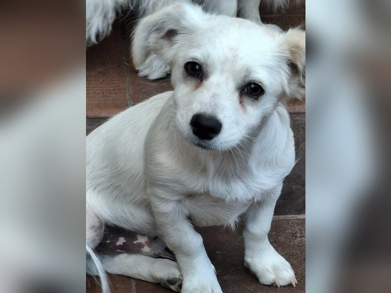 Kasper – kleiner, lieber Hundejunge sucht sein Zuhause