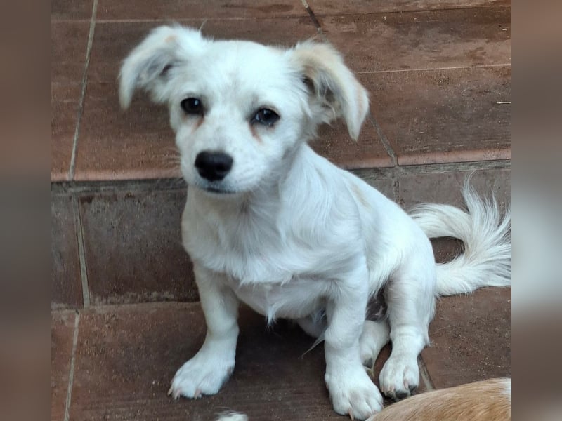 Kasper – kleiner, lieber Hundejunge sucht sein Zuhause