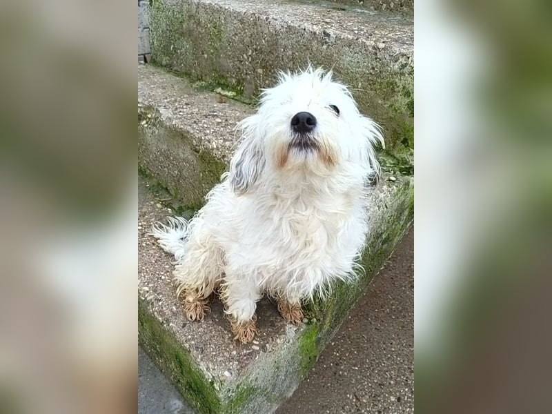 Mari ❤️ kleine, süße Malteser-Mix-Dame