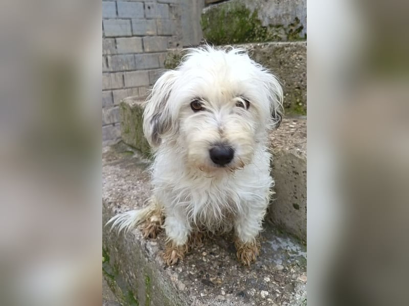 Mari ❤️ kleine, süße Malteser-Mix-Dame