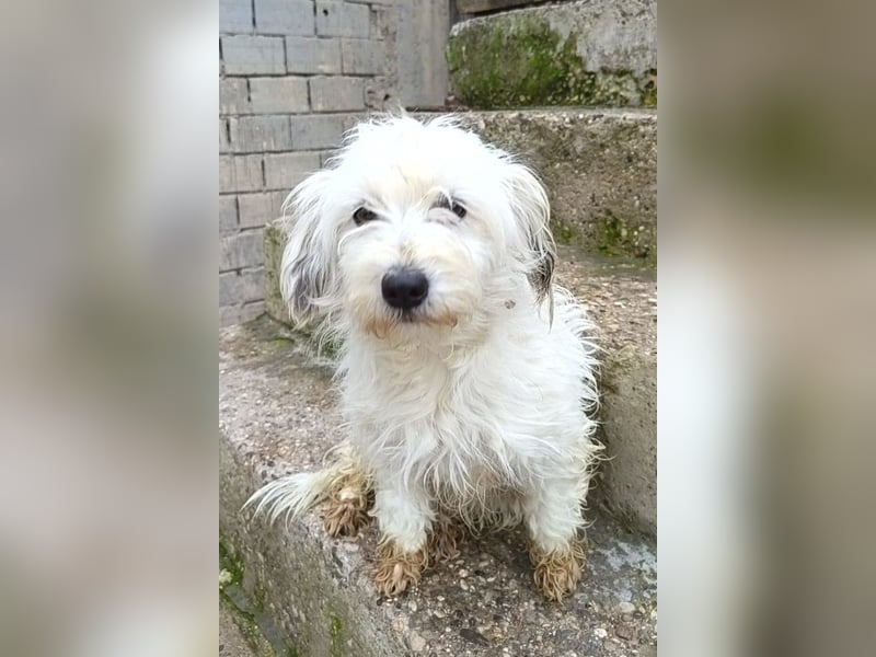 Mari ❤️ kleine, süße Malteser-Mix-Dame