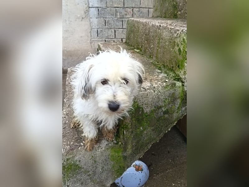 Mari ❤️ kleine, süße Malteser-Mix-Dame