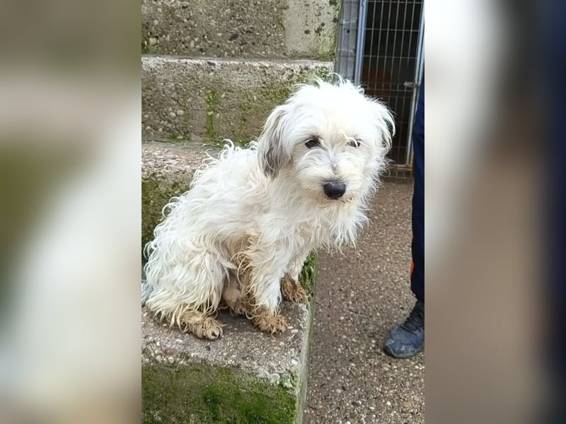 Mari ❤️ kleine, süße Malteser-Mix-Dame